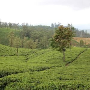 Travelco Leisure Launches New Sri Lanka Ramayana Tour Packages
